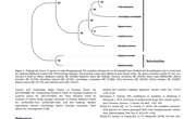 2020-The complete mitochondrial genome of Chicoreus asianus Neogastropoda Muricidae from Beibu Bay