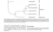 2020-The complete mitochondrial genome of Phascolosoma scolops Sipuncula Phascolosomatidae from Beibu Bay