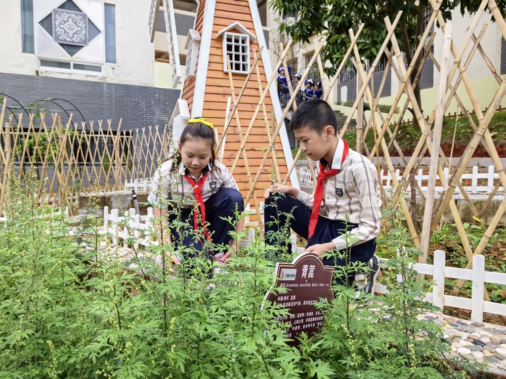 学生在中药园做日常维护